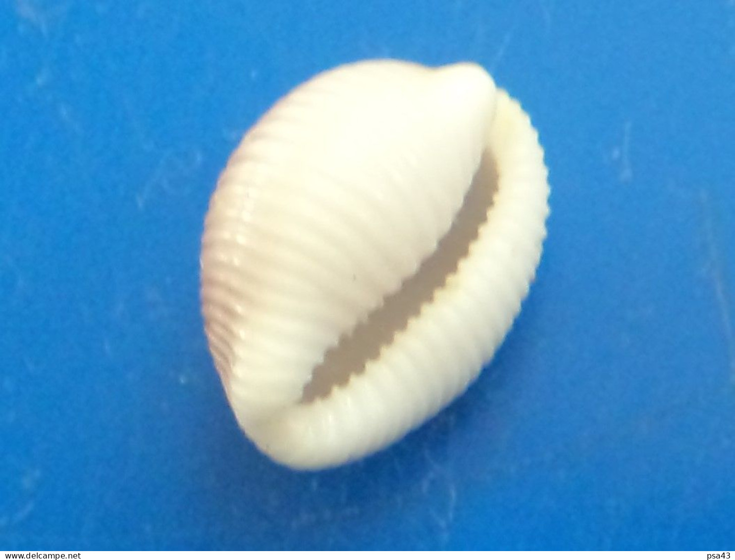 Trivia Monacha Atlantique (Vendée) 11,9mm GEM N14 - Conchas Y Caracoles