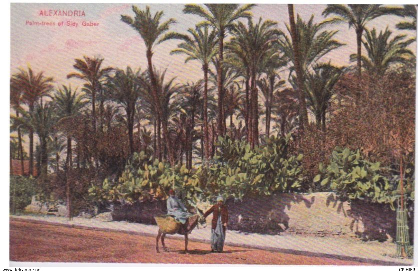 EGYPTE - EGYPT - ALEXANDRIA ALEXANDRIE -  PALMERAIE PALM TREES OF SIDY GABER - Alexandrie