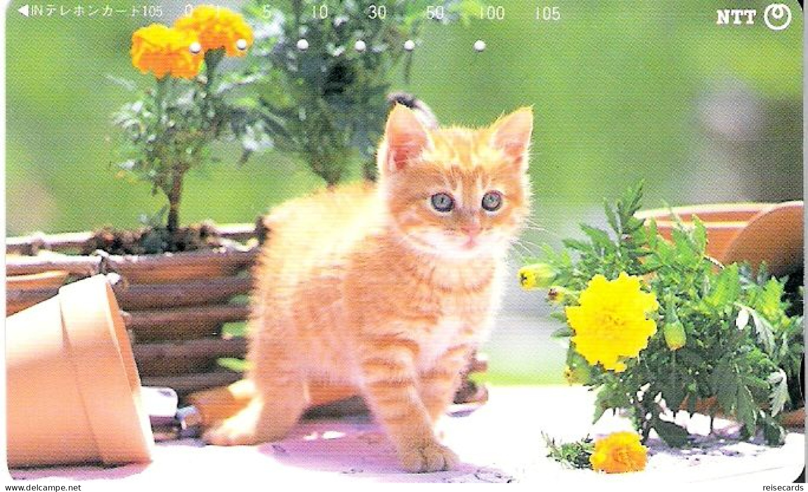 Japan: NTT - 231-201 Cat In Flowergarden - Japon