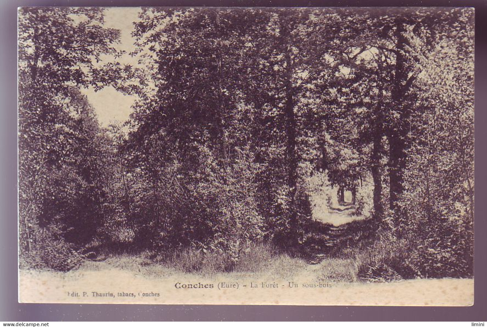 27 - CONCHES - LA FORET - SOUS BOIS -  - Conches-en-Ouche