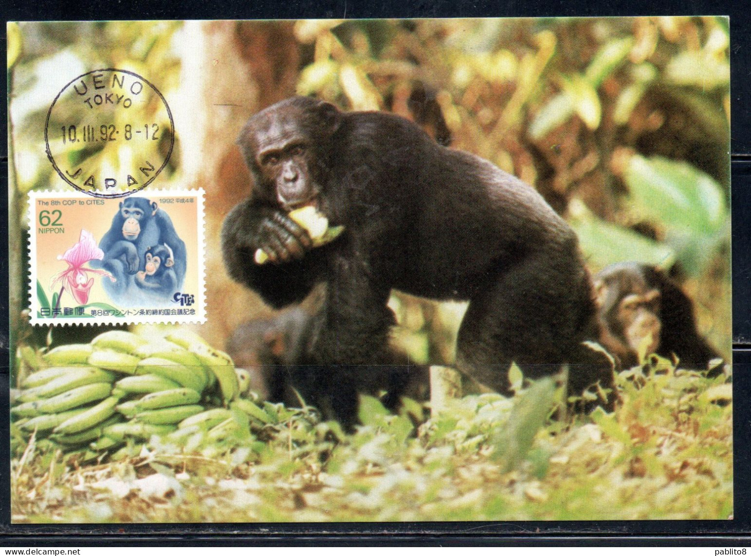 JAPAN GIAPPONE 1992 CONFERENCE ON INTERNATIONAL TRADE IN ENDANGERED SPECIES CITES CHIMPANZEES 62y MAXI MAXIMUM CARD - Cartes-maximum