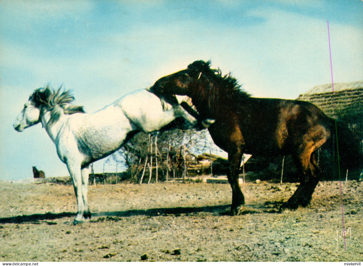 CHEVAL-CRINIERE AU VENT EN CAMARGUE-horse-paard - Pferde