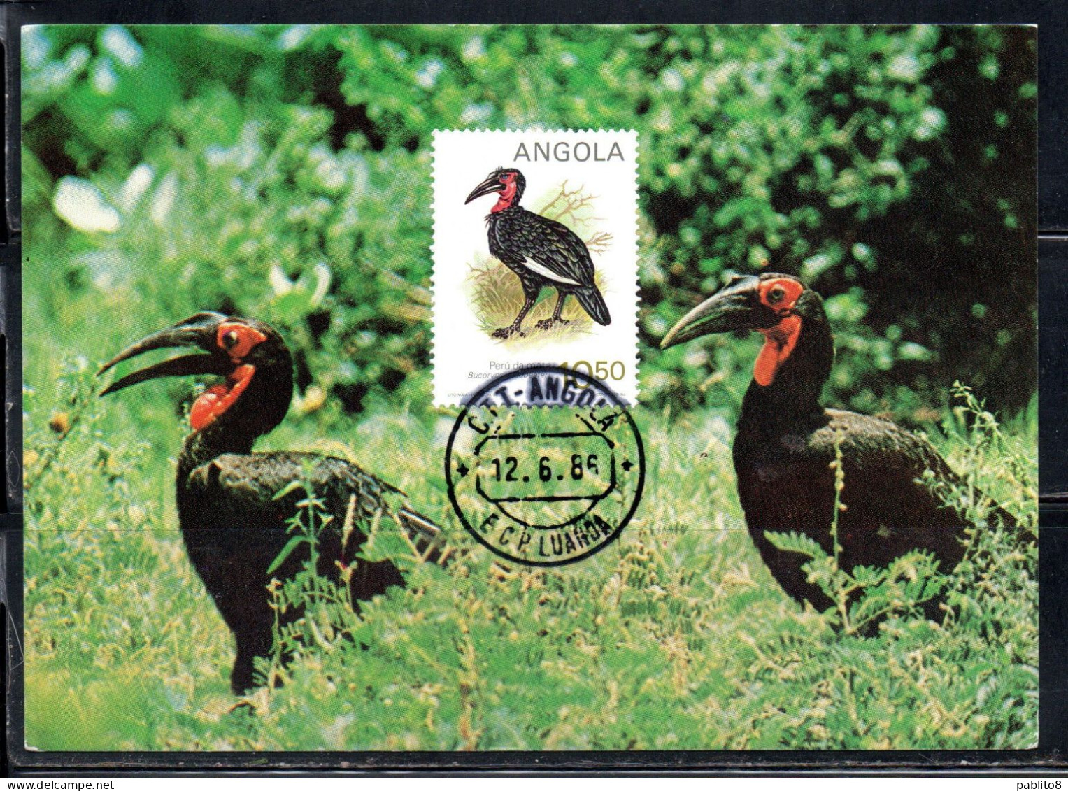 ANGOLA 1984 LOCAL BIRDS BUCORVUS LEAD BEATERI BIRD 10.50k MAXI MAXIMUM CARD - Angola