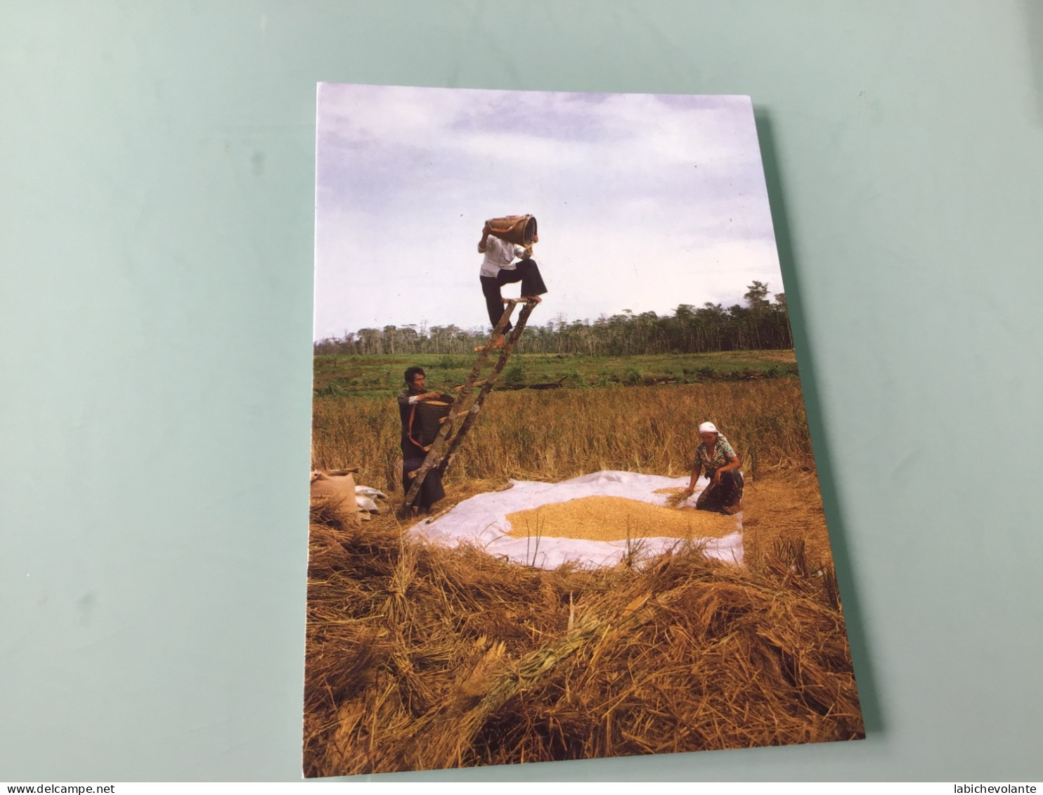 GUYANE. - MANA. Vannage Du Riz Chez Mes Hmongs. - Sonstige & Ohne Zuordnung