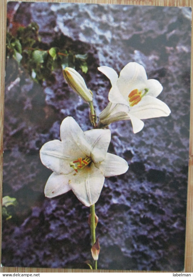 ISRAEL MADONA LILY WILD FLOWER CP PC KARTE CARD POSTCARD CARTOLINA ANSICHTSKARTE CARTA POSTALE POSATKARTE TARJETA - Israel