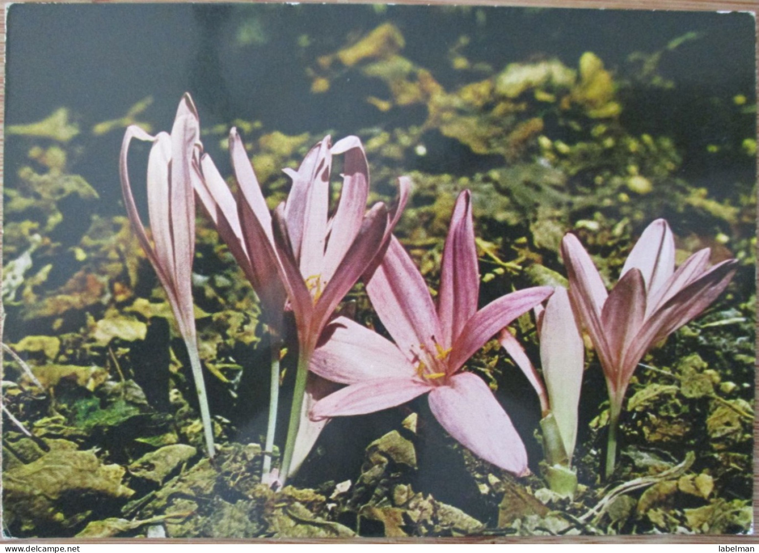 ISRAEL MEADOW SAFFRON WILD FLOWER CP PC KARTE CARD POSTCARD CARTOLINA ANSICHTSKARTE CARTA POSTALE POSATKARTE TARJETA - Israel