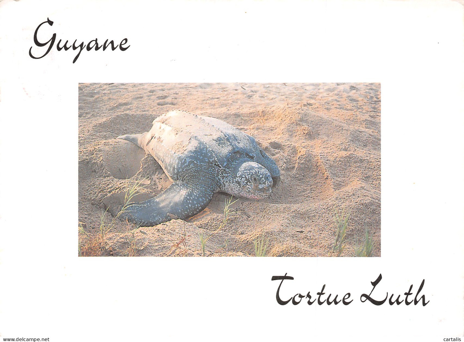GUY-GUYANE TORTUE LUTH-N°C4076-B/0219 - Other & Unclassified