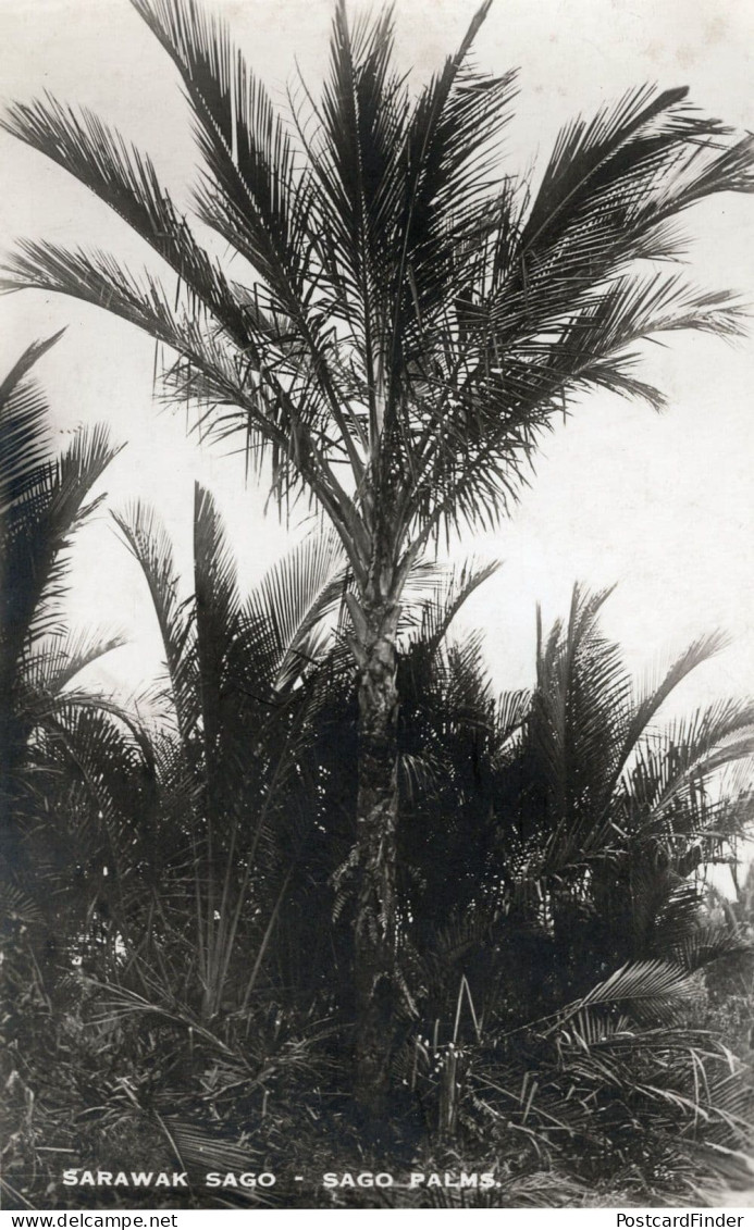 Sarawak Sago Malaysia Trade Palms Trees PB Old Postcard - Malesia