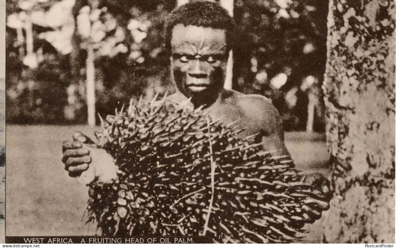 West Africa Fruiting Head Of Oil Palm Mint Old Postcard - Non Classés