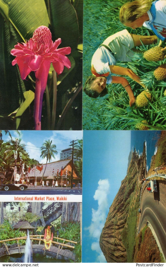 Koko CraterHawaii Waikiki Market Torch Ginger Pineapple 4x Postcard S - Other & Unclassified