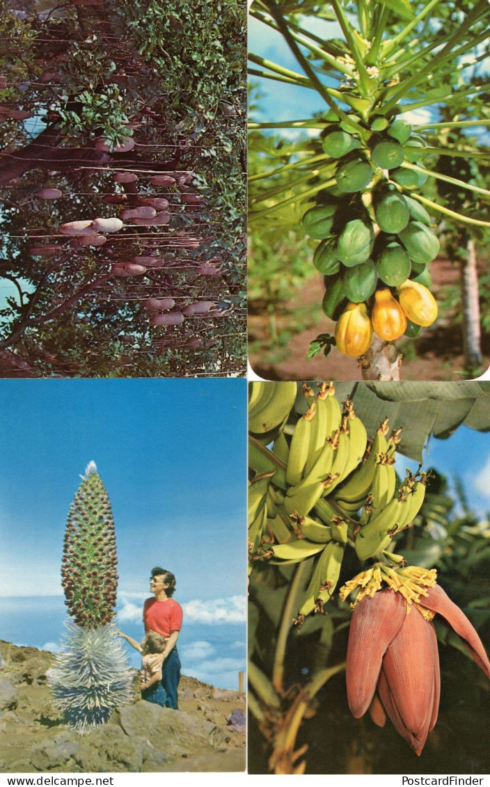 Hawaii Sausage Tree Papaia Banana Blossom Silversword 4x Postcard S - Otros & Sin Clasificación
