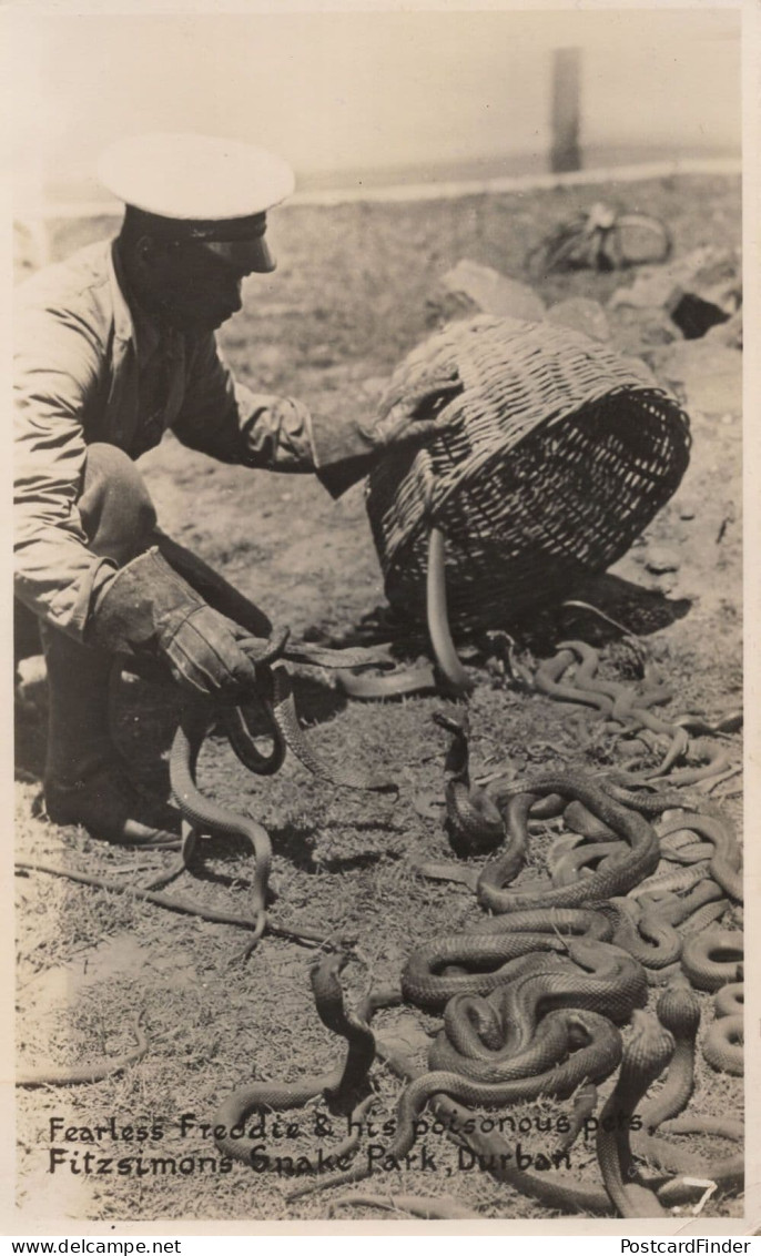 Fearless Freddie Poisonous Snakes Pets Durban Park South Africa  Old Postcard - Non Classés