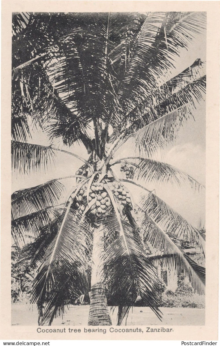 Zanzibar Giant Cocoanut Cocoa Tree Africa Old Postcard - Non Classés