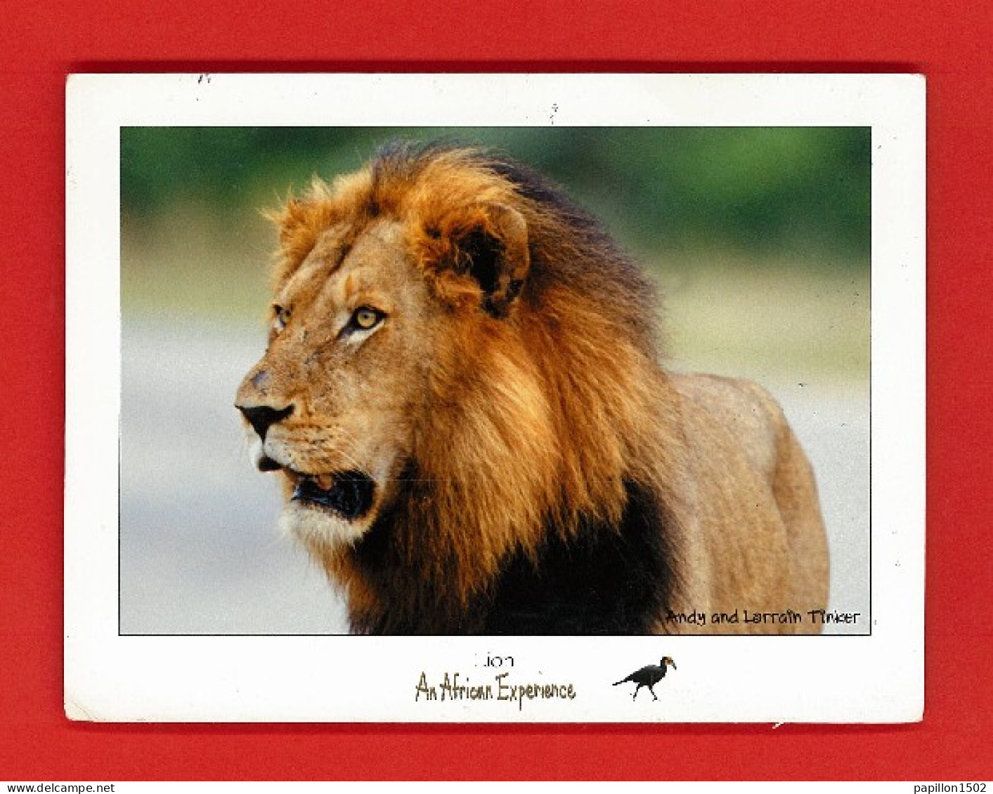 Animaux-02PH Le LION, An African Experience, Voir Scan Timbre - Lions