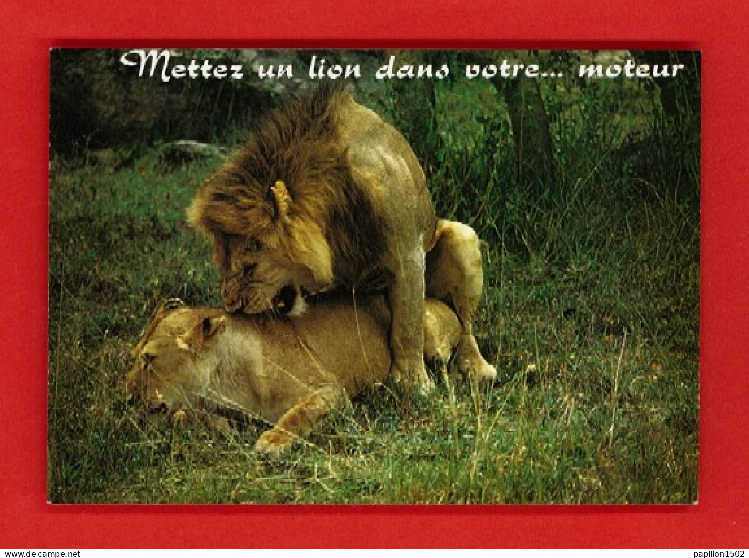 Animaux-11PH ""mettez Un Lion Dans Votre Moteur"", Lion Et Lionne, BE - Löwen