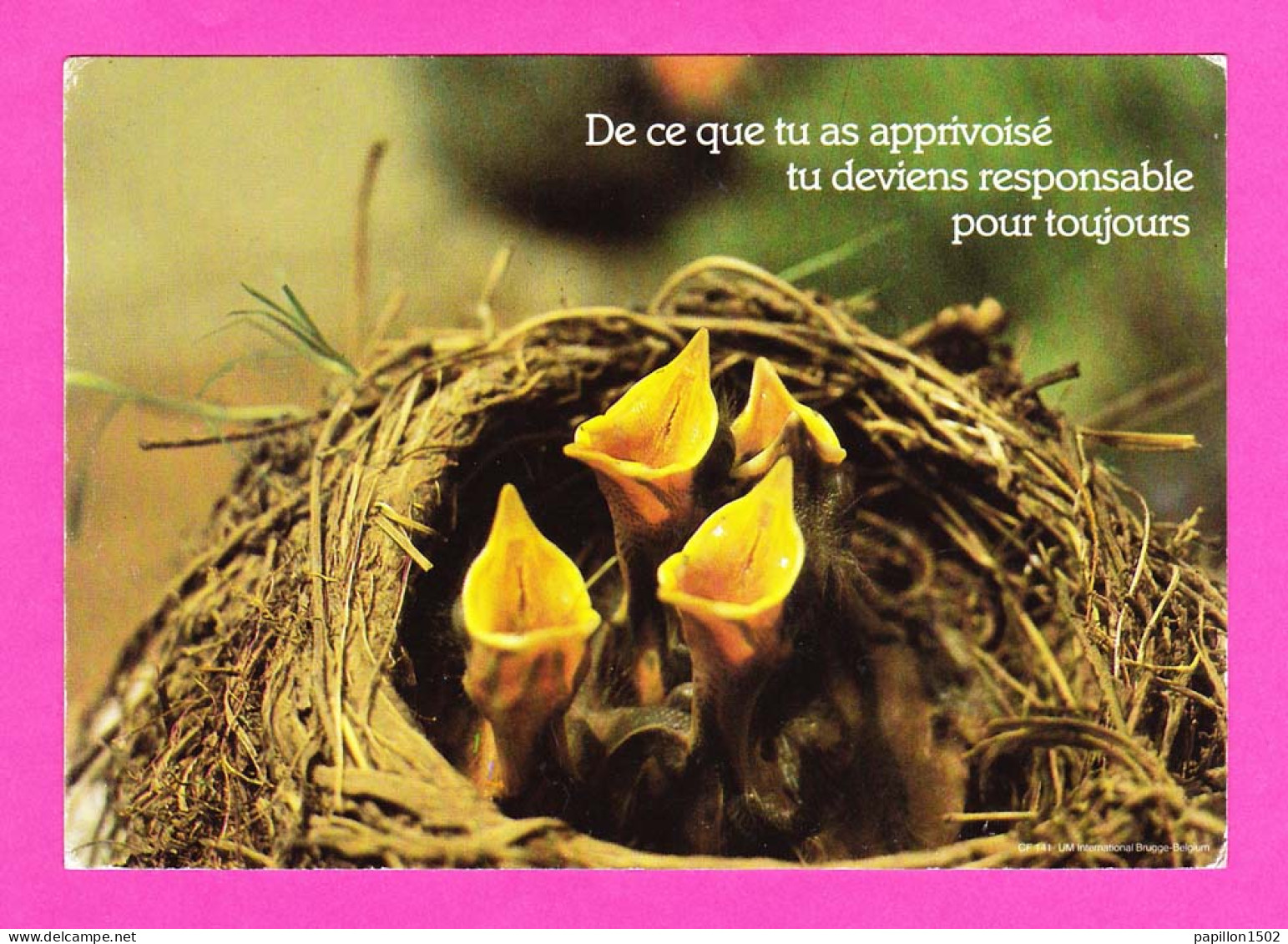 Animaux-57PH13 Des Oisillons Dans Le Nid ""de Ce Que Tu As Apprivoisé, Tu Deviens Responsable Pour Toujours"" - Birds