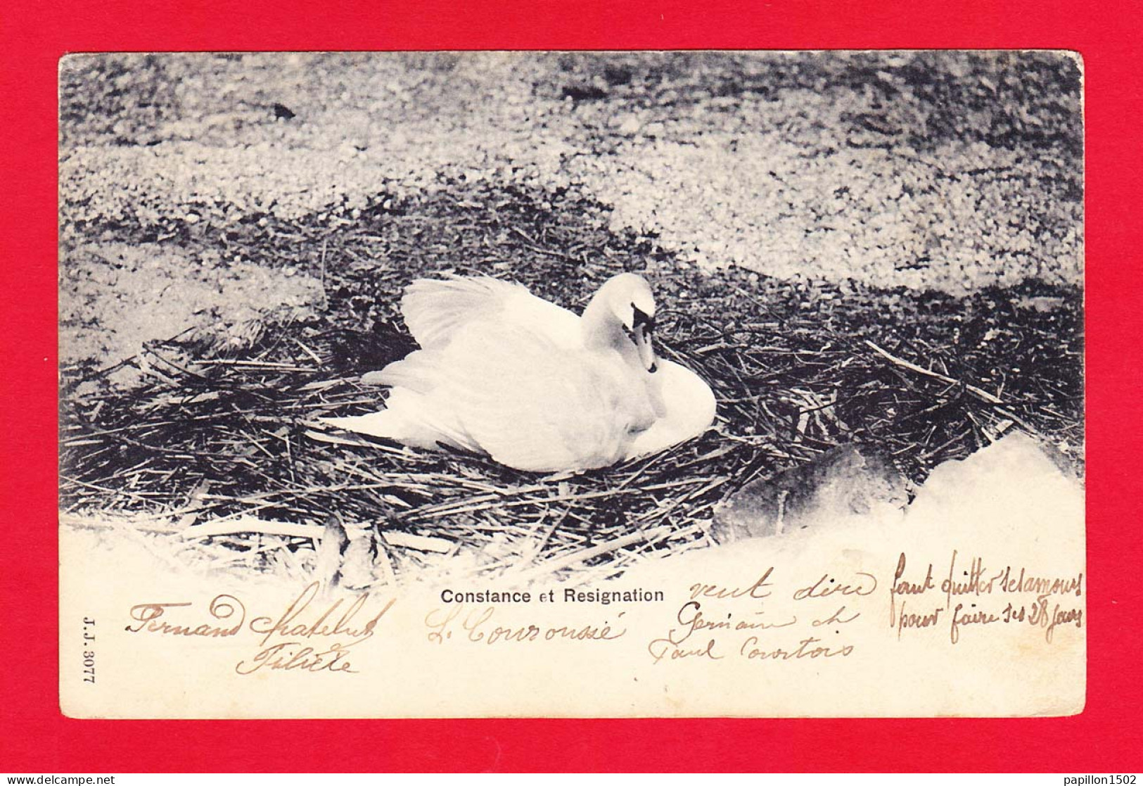 Animaux-61P6 Constance Et Régignation, Cygne Sur Son Nid, Cpa Précurseur, Voir Cachet Ambulant - Vögel