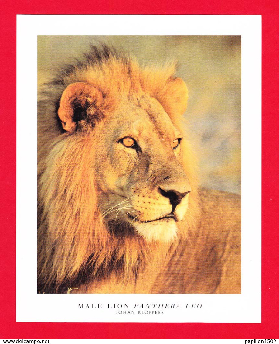 Animaux-66PM Un Lion D'Afrique Du Sud, (panthera Leo) TBE - Löwen