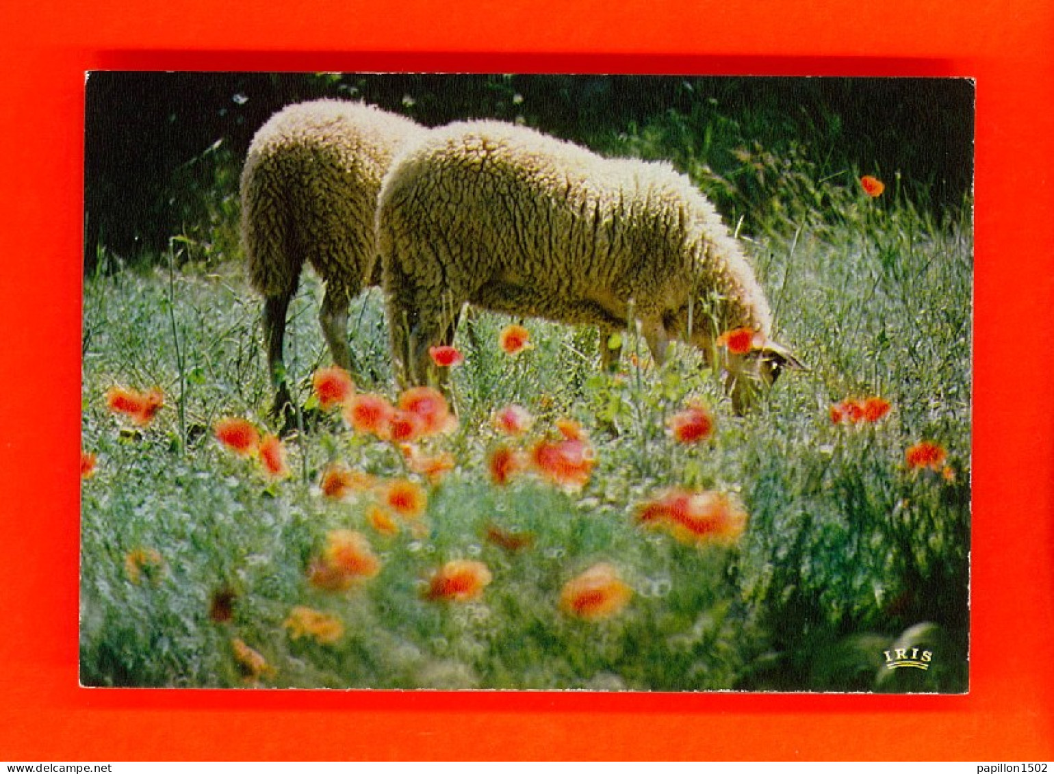 Animaux-81PH5 Les Deux Jumeaux, 2 Moutons Paissant, Coquelicots, BE - Sonstige & Ohne Zuordnung