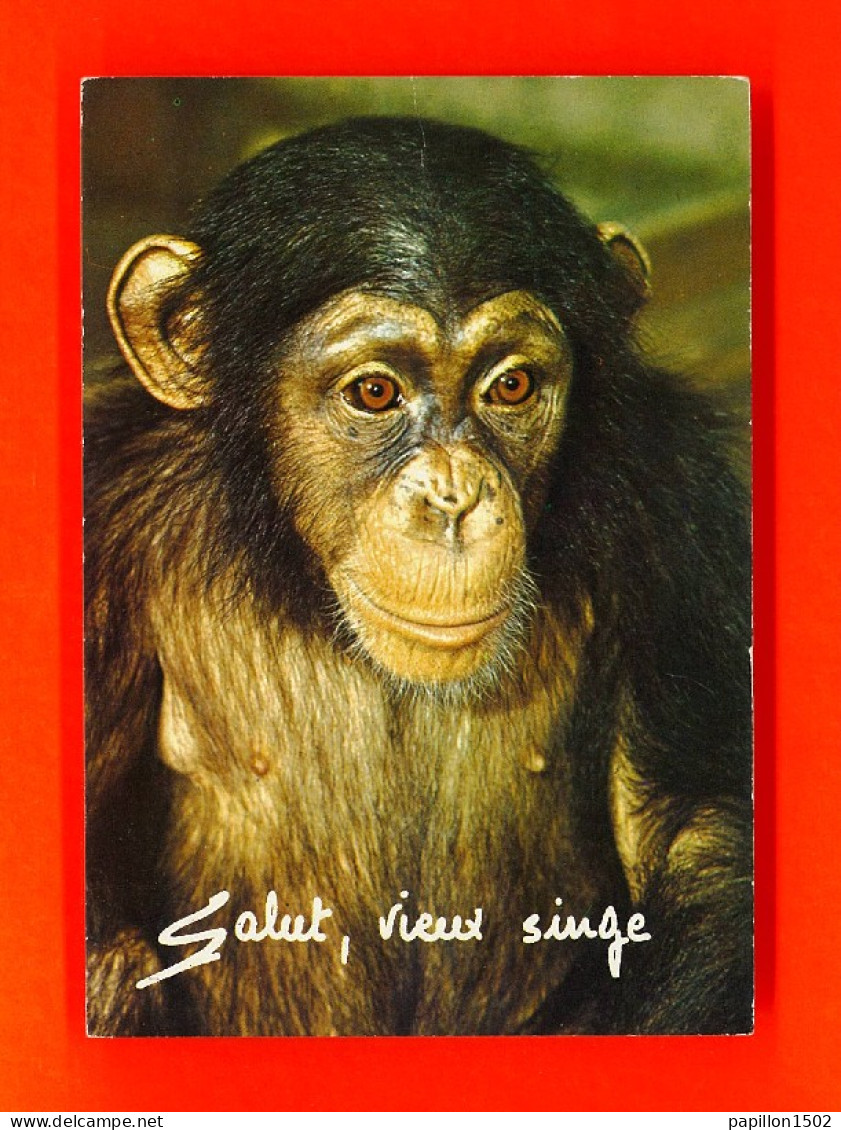 Animaux-87PH5 Singe ""salut, Vieux Singe"", BE - Monkeys