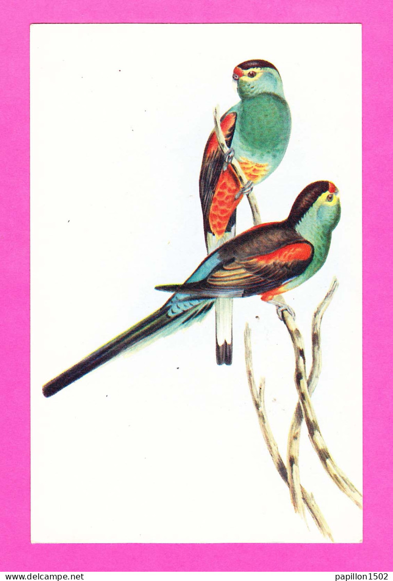 Animaux-106PH21 Perruches, Psephotus Pulcherrimus, édité Par Le Comité National De L'enfance, BE - Vögel