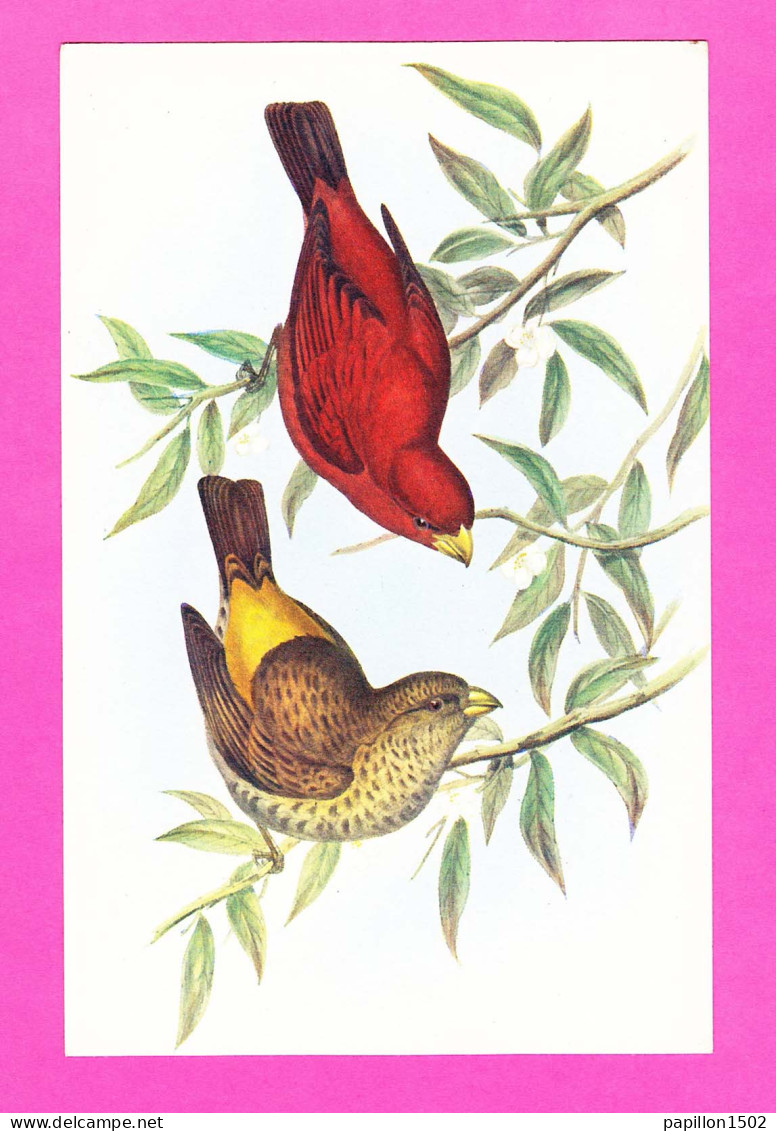 Animaux-108PH21 Cipaye écarlate, Haematospiza Sipahi, édité Par Le Comité National De L'enfance, BE - Oiseaux