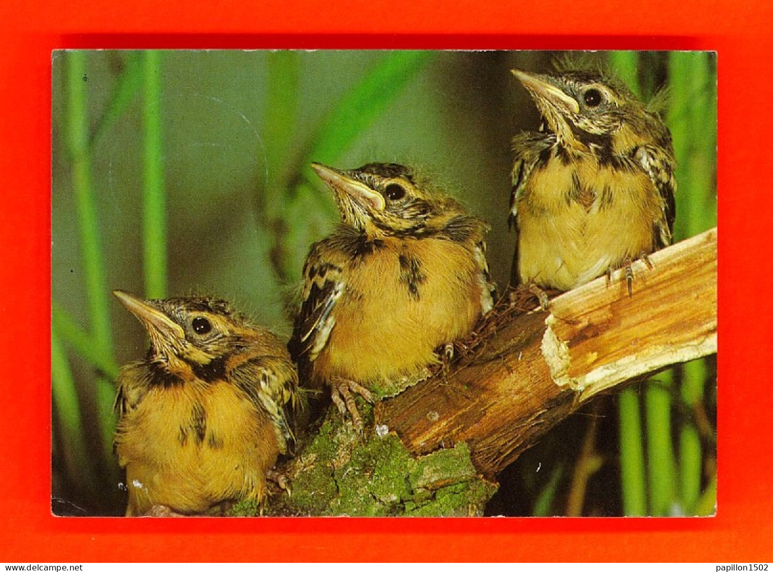 Animaux-125PH15 Trois Petits Oiseaux Sur Une Branche - Vögel