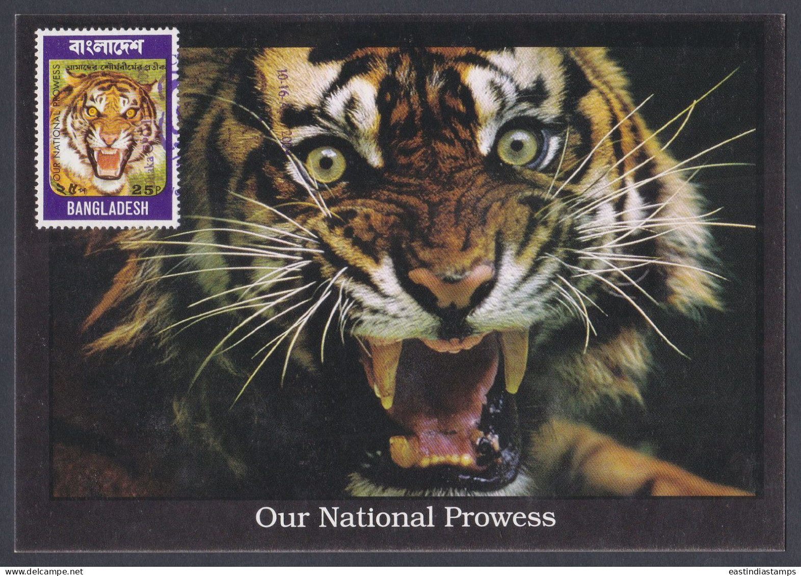 Bangladesh 2009 Stamp Exhibition, Tiger, Tigers, Wildlife, Wild Life, Animal, Animal, Postcard - Bangladesch