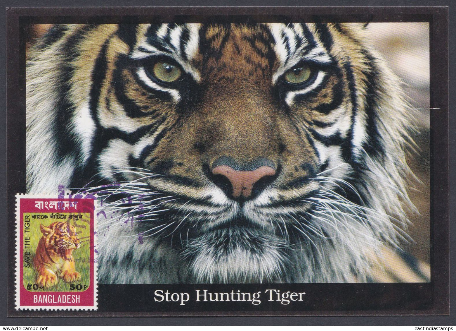 Bangladesh 2009 Stamp Exhibition, Tiger, Tigers, Wildlife, Wild Life, Animal, Animal, Postcard - Bangladesch