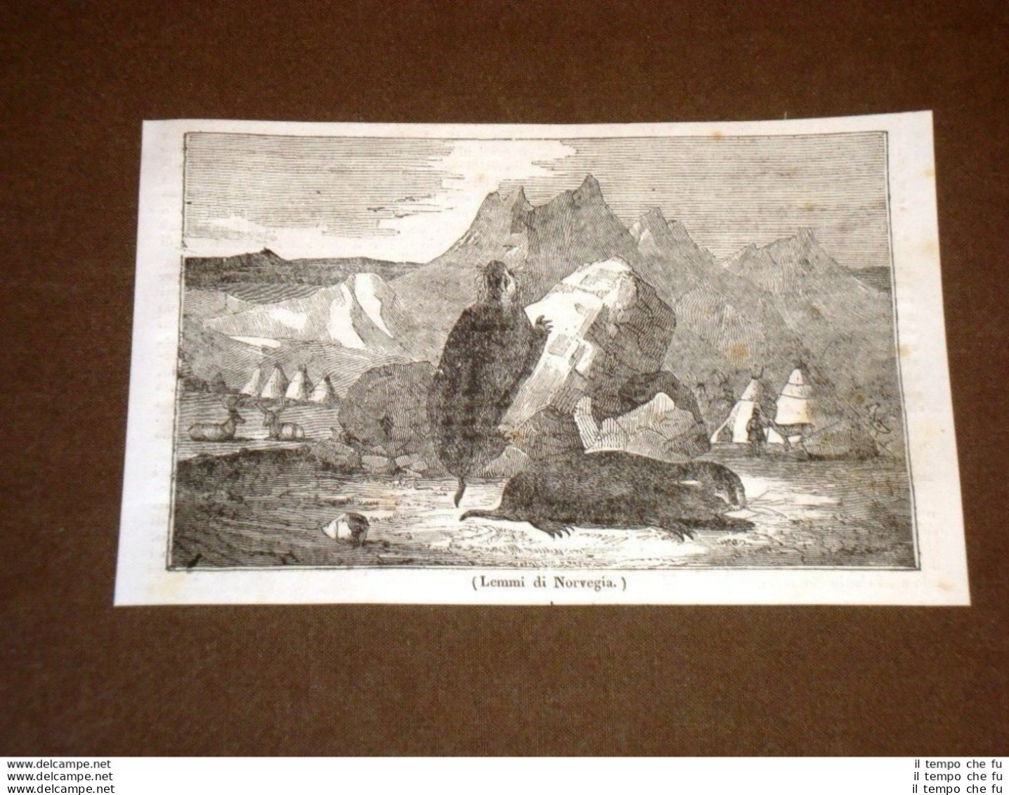Rarissima Incisione Del 1836 Lemmi Di Norvegia - Antes 1900