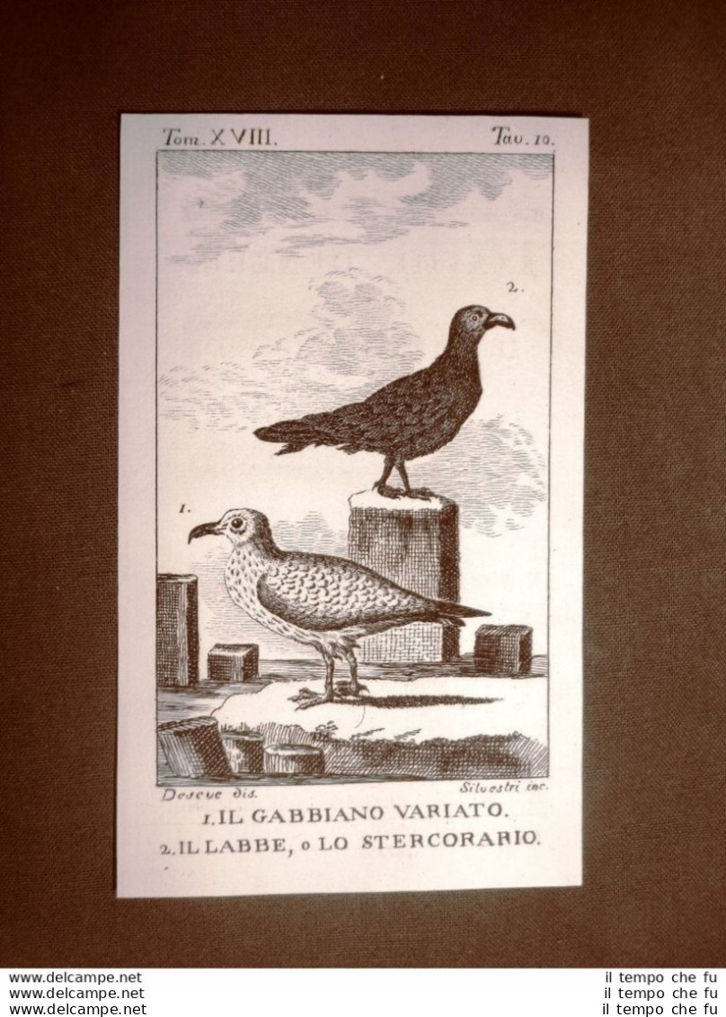 Gabbiano E Labbe O Stercorario Incisione Rame 1813 Buffon Uccello Ornitologia - Vor 1900