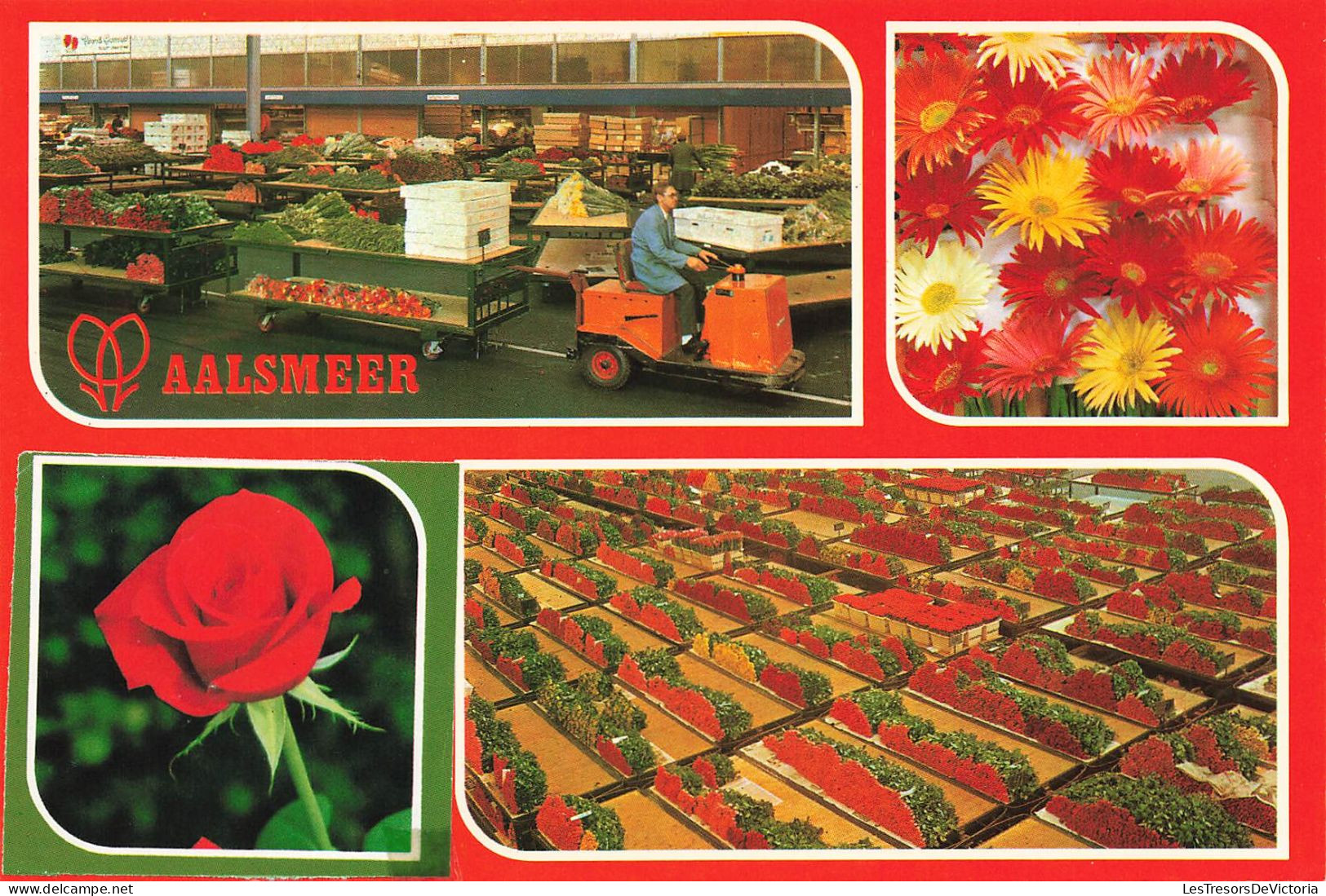 PAYS-BAS - Aalsmeer - Cutflower Section United Flower Markets Aalsmeer - Multi-vues - Fleurs - Animé - Carte Postale - Aalsmeer