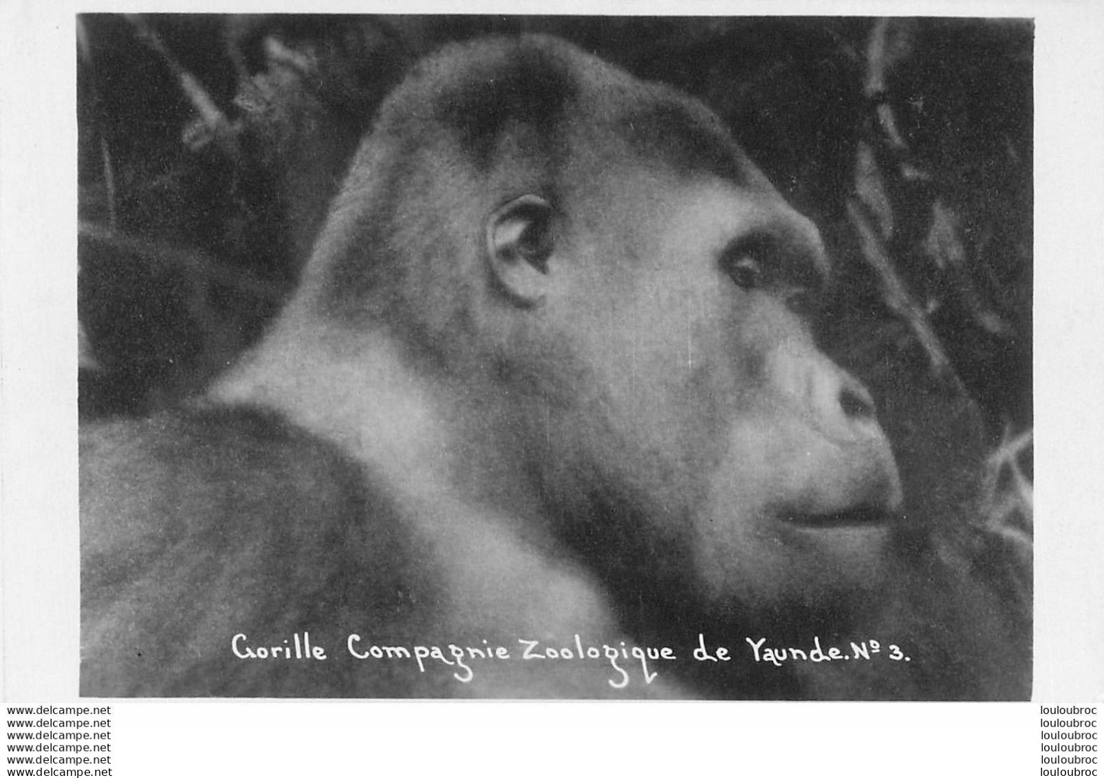 COMPAGNIE ZOOLOGIQUE DE YAUNDE CAMEROUN GORILLE R8 - Cameroun