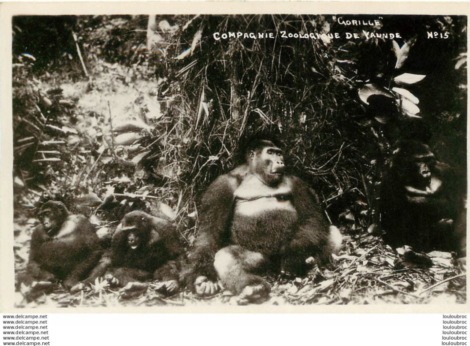 COMPAGNIE ZOOLOGIQUE DE YAUNDE CAMEROUN GORILLE R2 - Kameroen