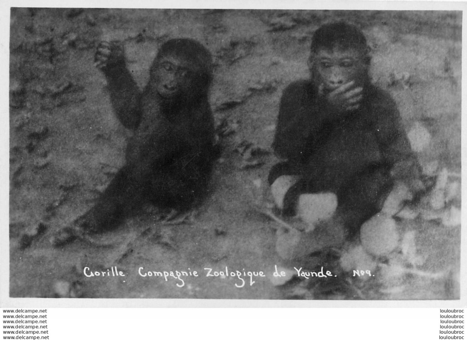 COMPAGNIE ZOOLOGIQUE DE YAUNDE CAMEROUN GORILLE R9 - Cameroun