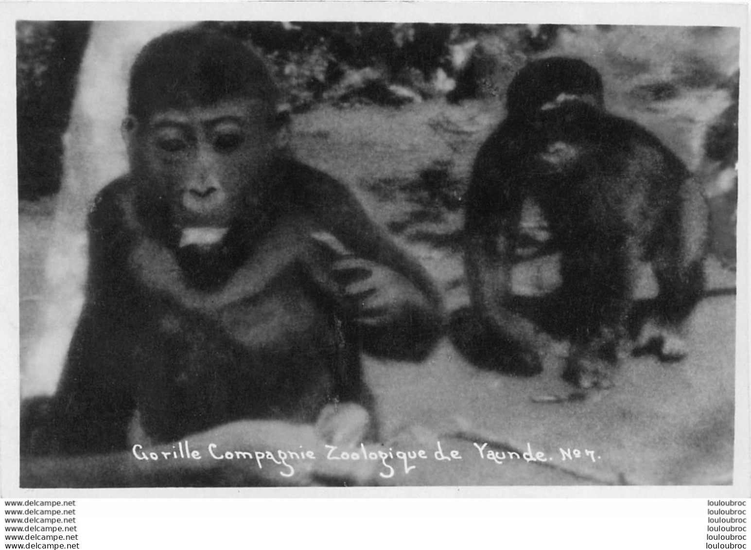 COMPAGNIE ZOOLOGIQUE DE YAUNDE CAMEROUN GORILLE R4 - Kamerun