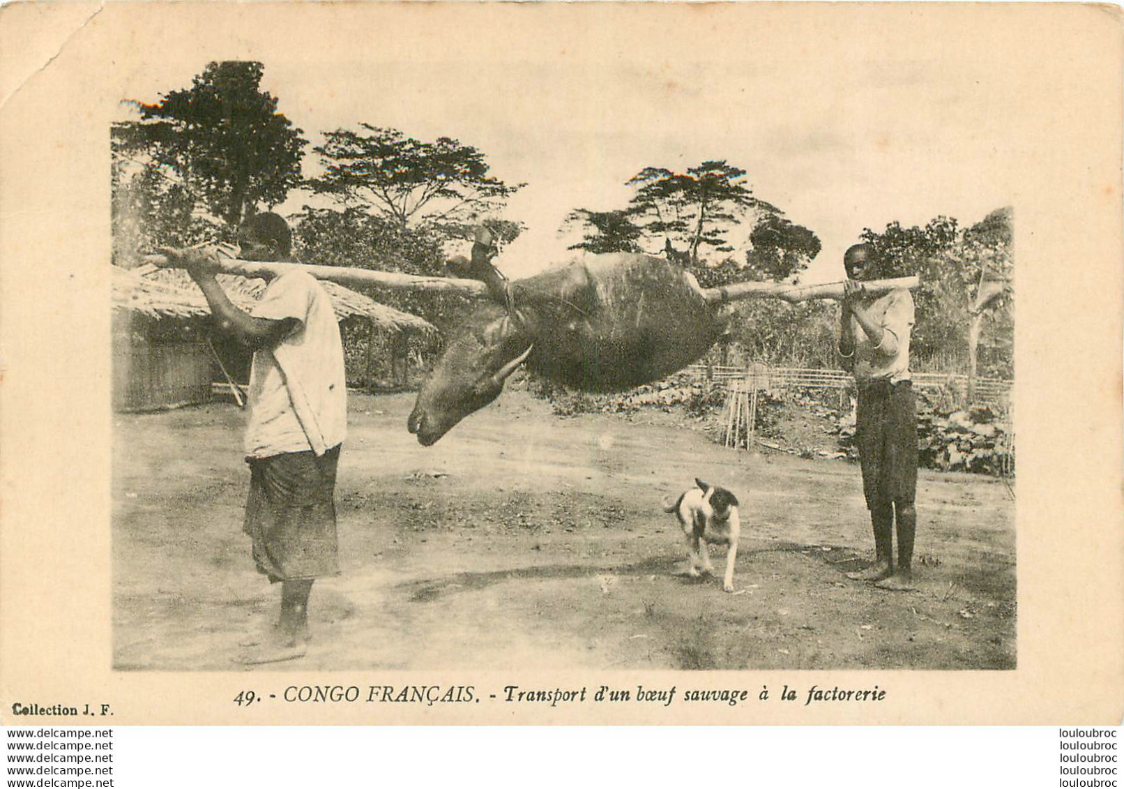 CONGO FRANCAIS TRANSPORT D'UN BOEUF SAUVAGE A LA FACTORERIE COLLECTION J.F. - Congo Français