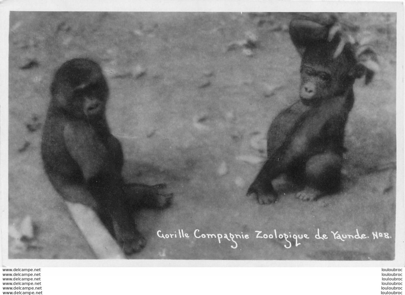 COMPAGNIE ZOOLOGIQUE DE YAUNDE CAMEROUN GORILLE R6 - Cameroun