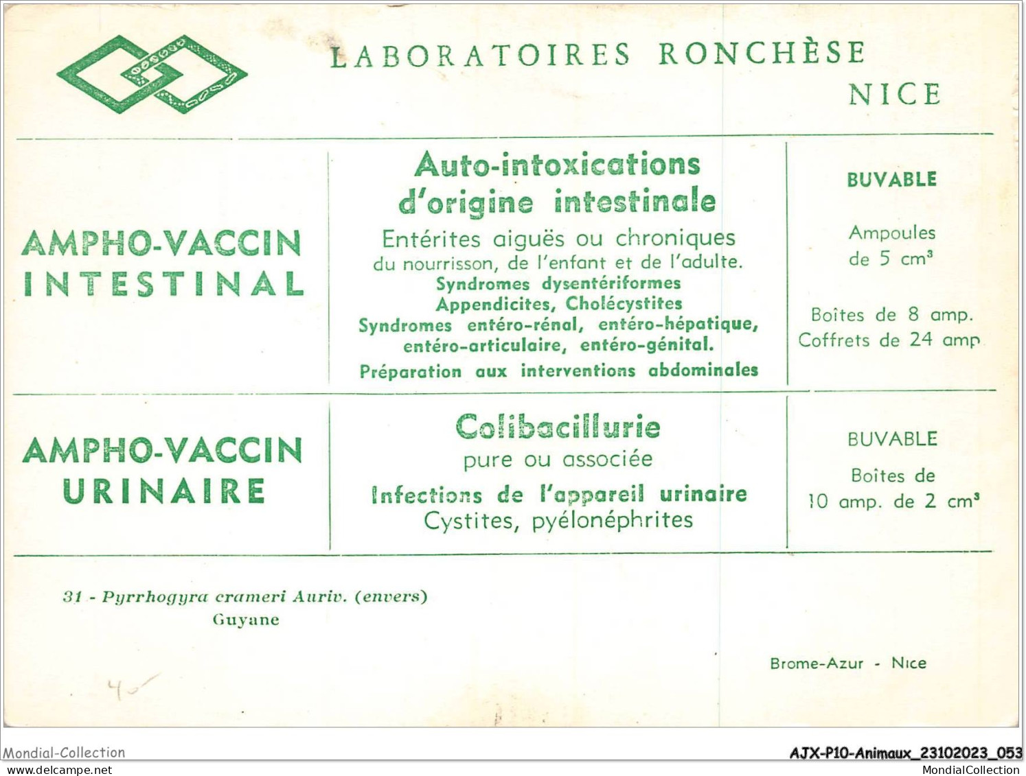 AJXP10-1000 - ANIMAUX - Pyrrhogyra Crameri Auriv - Guyane - Farfalle