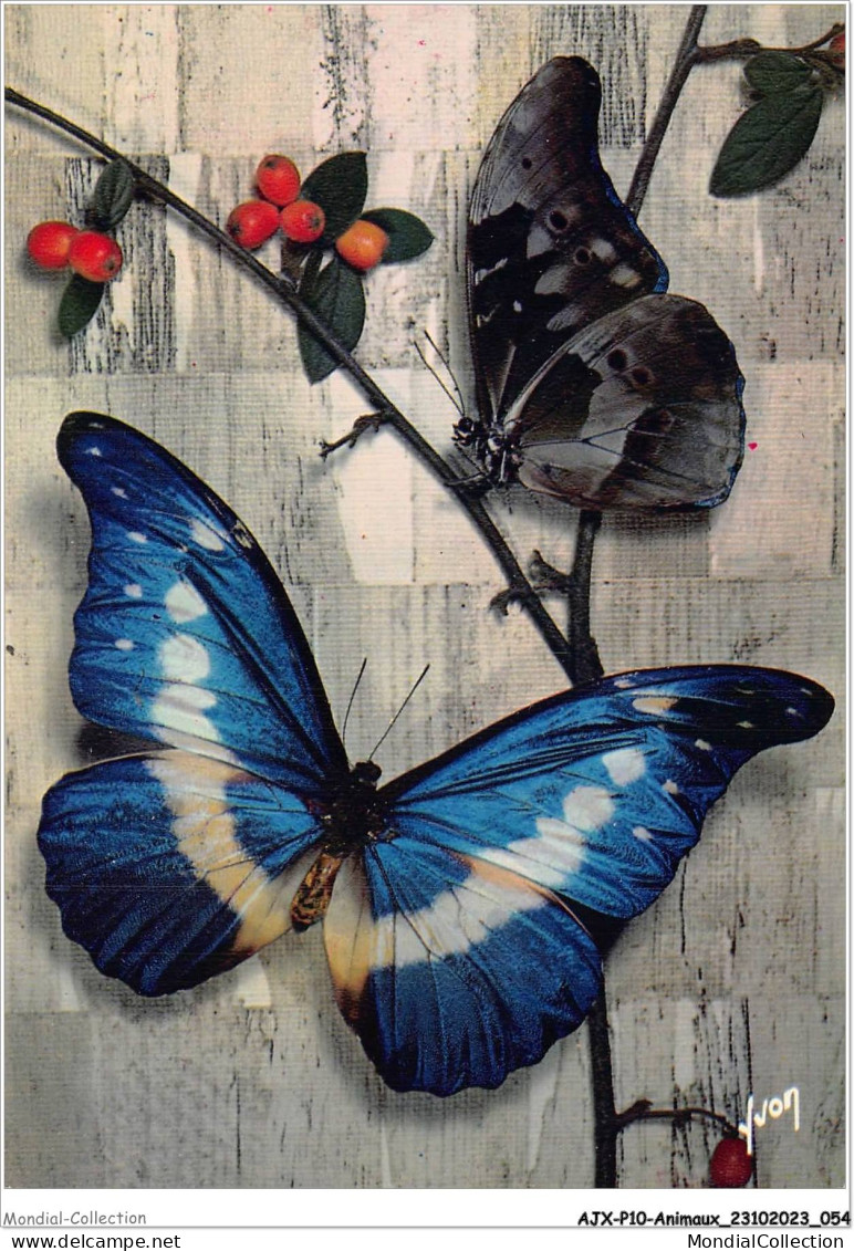 AJXP10-1001 - ANIMAUX - PAPPILLONS EXOTIQUES - MORPHO HELENA - Schmetterlinge