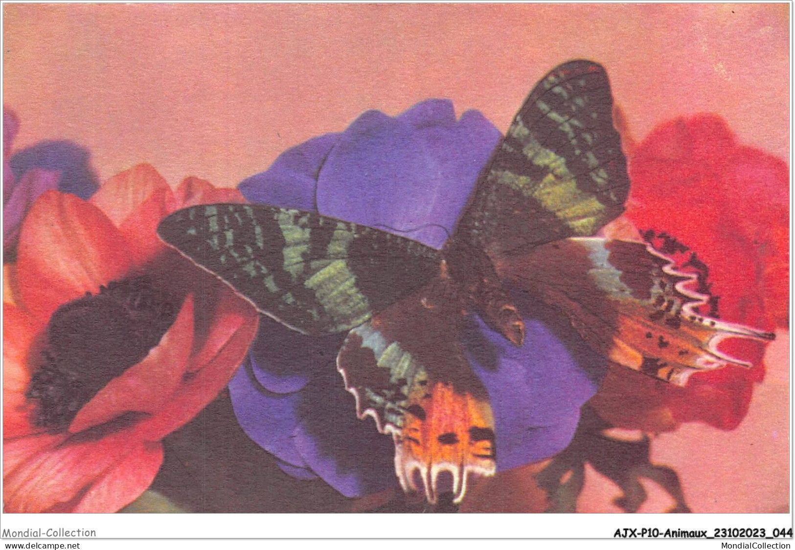AJXP10-0996 - ANIMAUX - Papillon Aux Anemones - Butterflies
