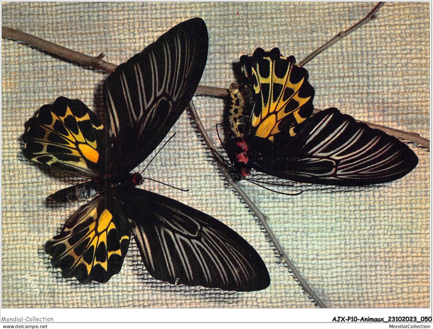 AJXP10-0999 - ANIMAUX - PAPILLONS EXOTIQUES - Butterflies