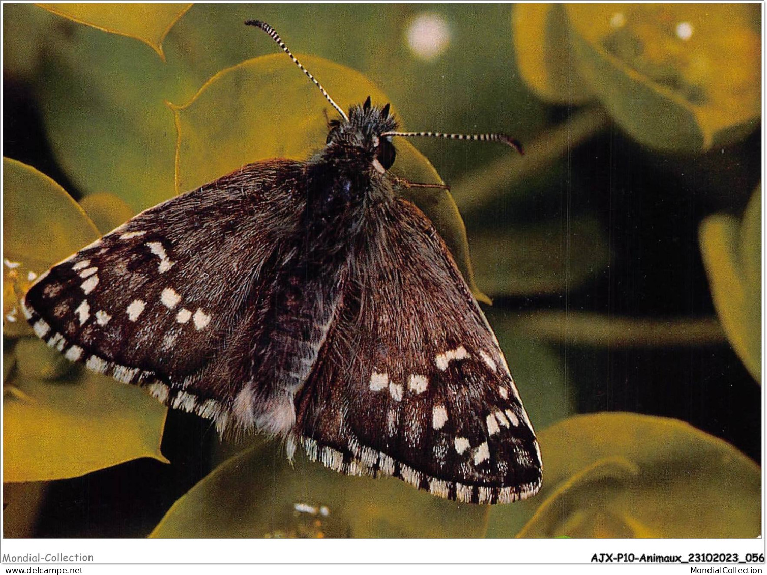 AJXP10-1002 - ANIMAUX - Pyrgus Sidae Esp - Dickkopffalter - Butterflies