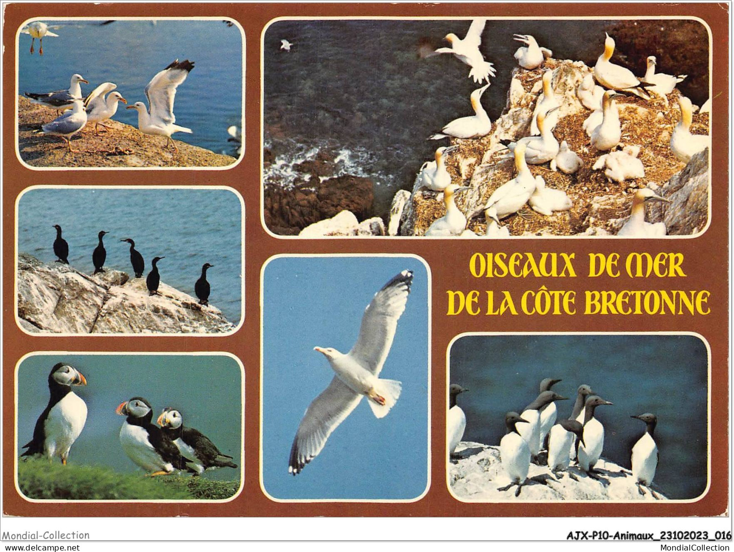 AJXP10-0982 - ANIMAUX - Oiseaux De Mer De La Cote Bretonne - Vogels