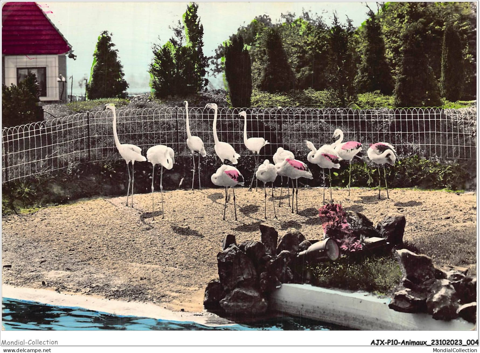 AJXP10-0976 - ANIMAUX - Le Nouveau Parc Belf - Birds