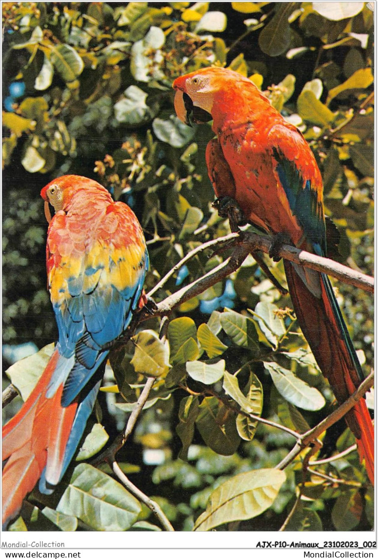 AJXP10-0975 - ANIMAUX - BRASIL TURISTICO - REGIAO AMAZONICA - Birds