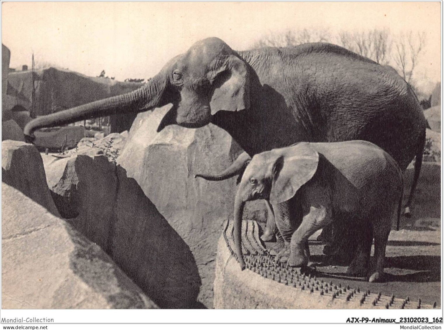 AJXP9-0968 - ANIMAUX - Un Elephant D'asie Femelle Et Micheline - Jeune Elephant D'afrique - Elefanten