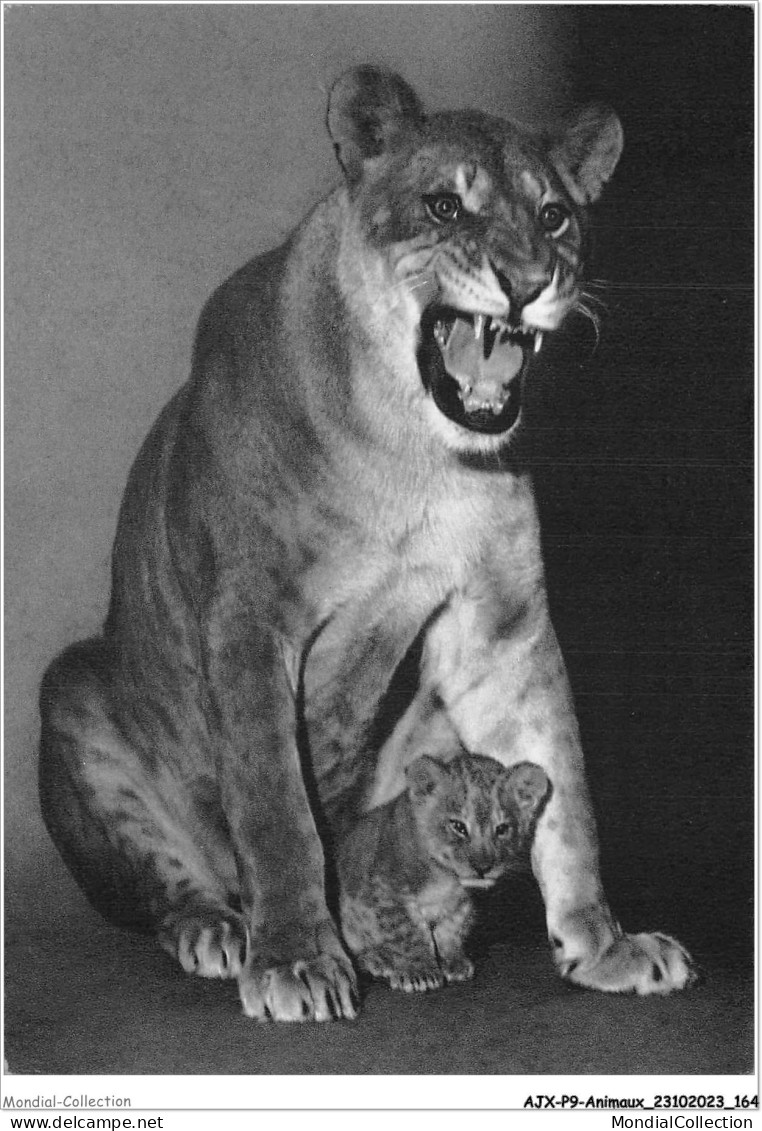 AJXP9-0969 - ANIMAUX - Une Lionne Et Son Petit - Lions