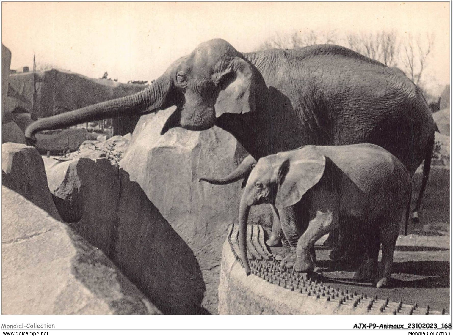 AJXP9-0971 - ANIMAUX - Un Elephant D'asie Femelle Et Micheline - Jeune Elephant D'afrique - Éléphants