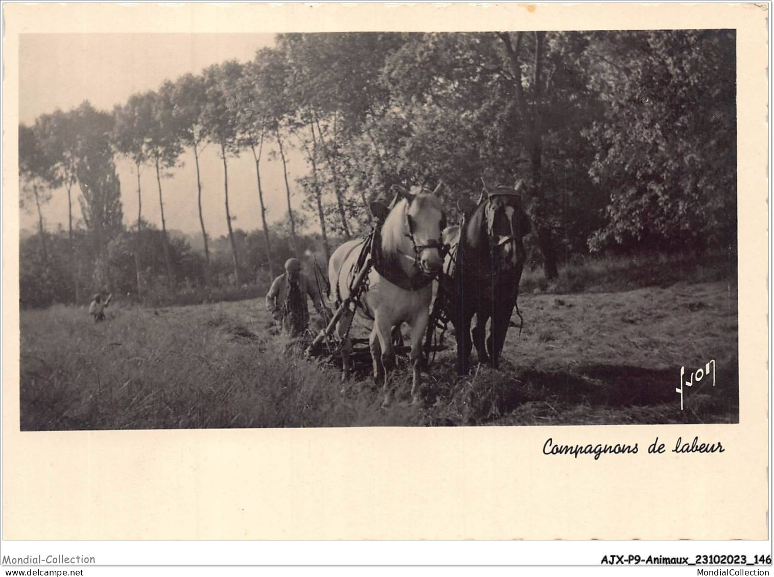 AJXP9-0960 - ANIMAUX - Compagnons De Labeur CHEVAUX AGRICULTURE - Horses